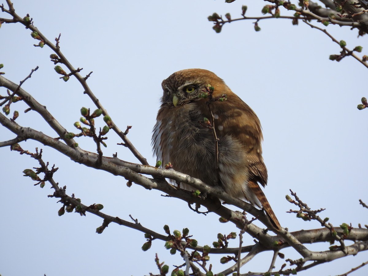 Austral Pygmy-Owl - ML642372161