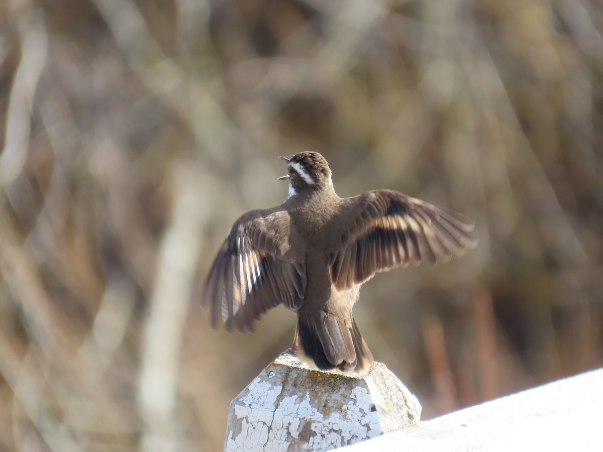 Dark-bellied Cinclodes - ML642372171