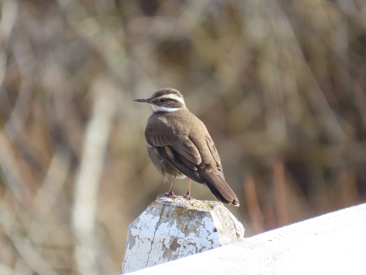 Dark-bellied Cinclodes - ML642372172