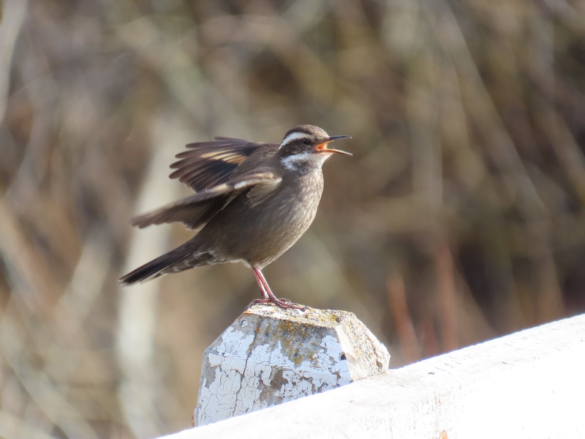 Dark-bellied Cinclodes - ML642372174