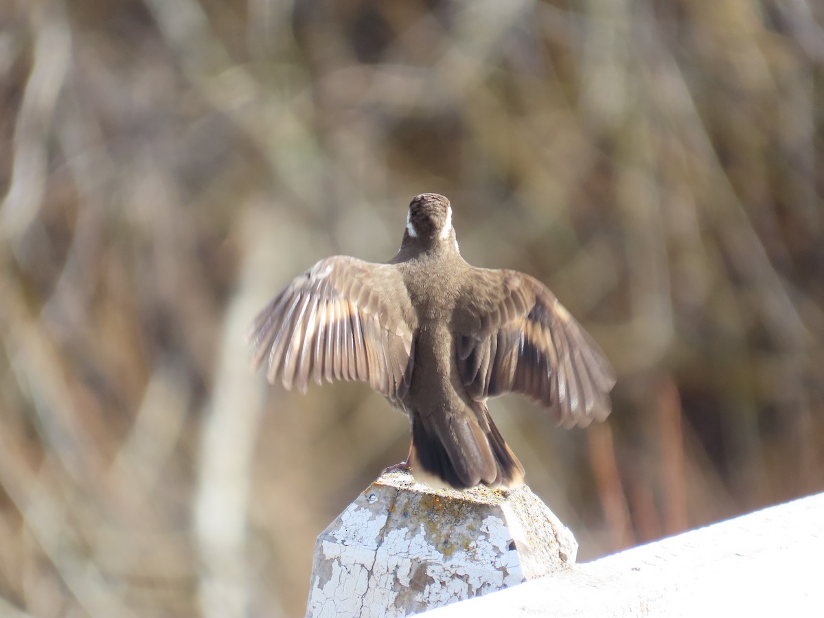 Dark-bellied Cinclodes - ML642372175