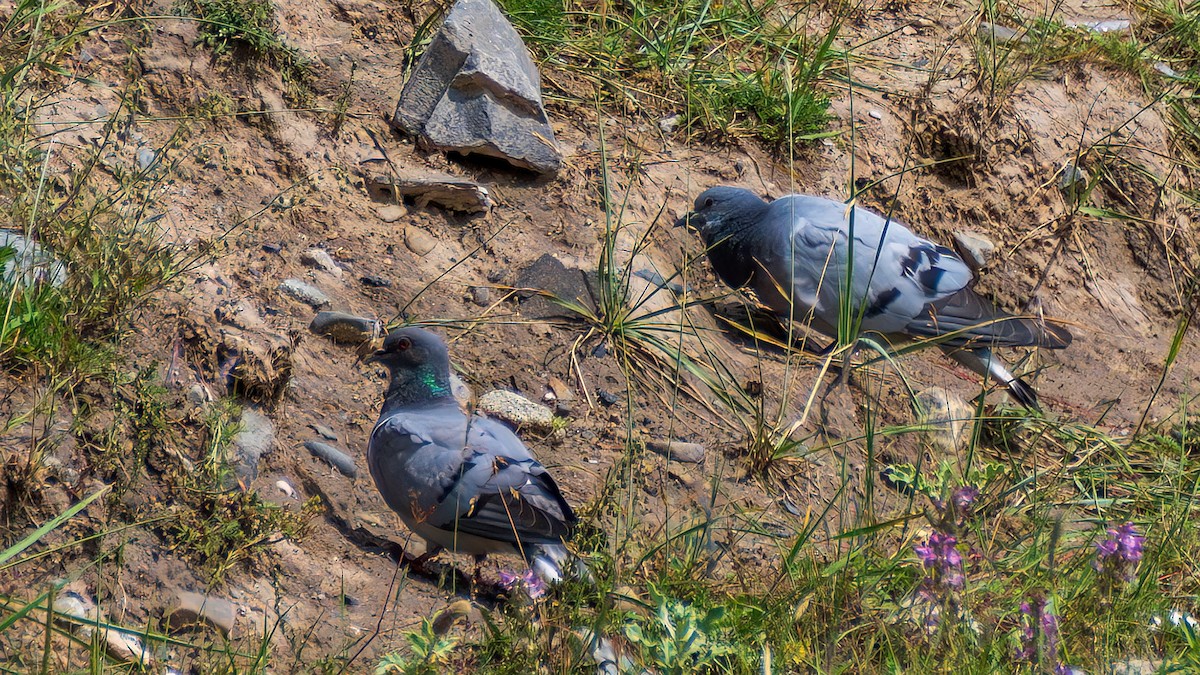 Hill Pigeon - ML642372176