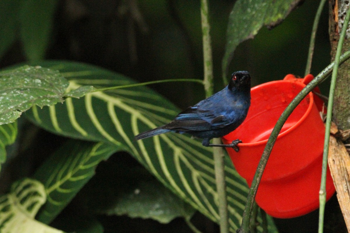 Masked Flowerpiercer - ML642372177