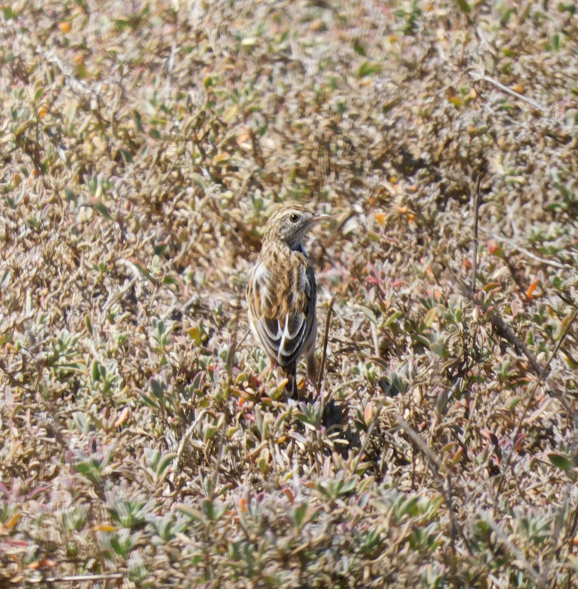 Cloud Cisticola - ML642372187