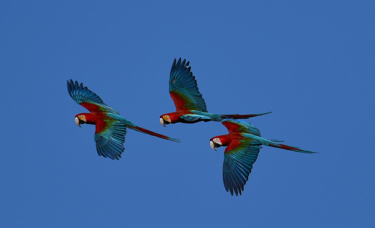 Red-and-green Macaw - ML642372202