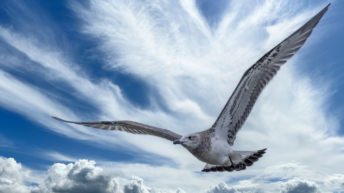 Pallas's Gull - ML642372204