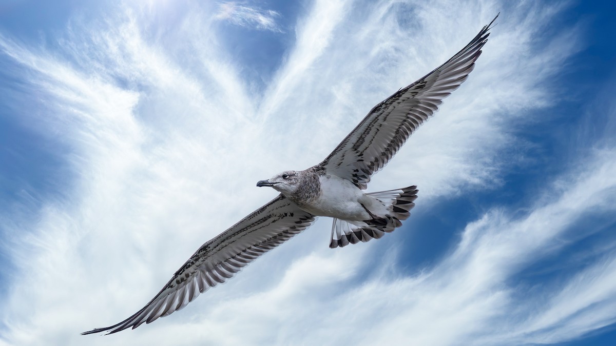 Pallas's Gull - ML642372206