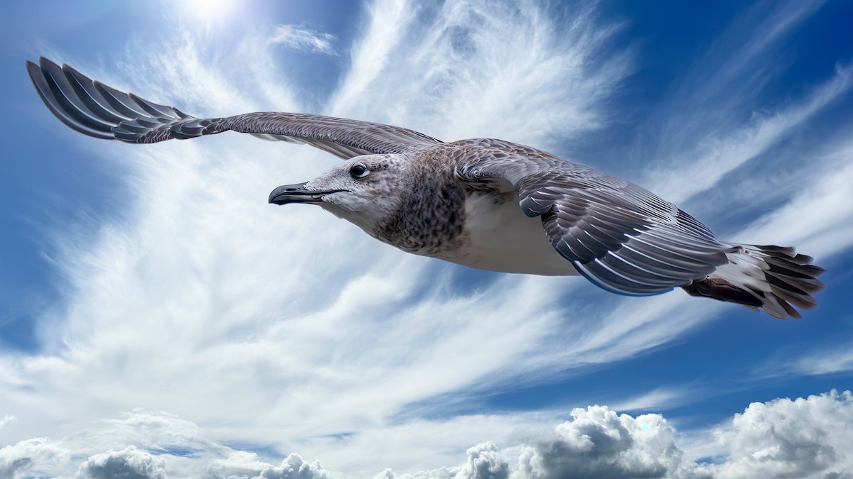 Pallas's Gull - ML642372207