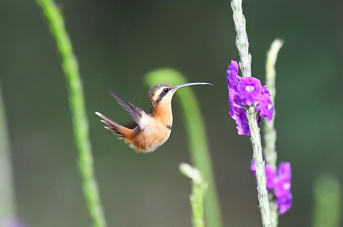 Reddish Hermit - ML642372216