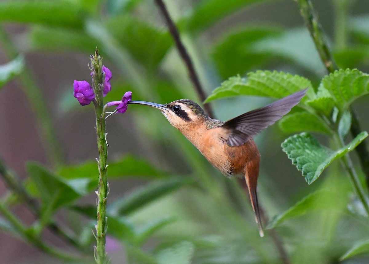 Reddish Hermit - ML642372217