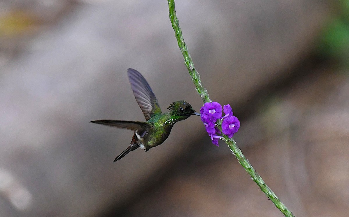 Butterfly Coquette - ML642372219