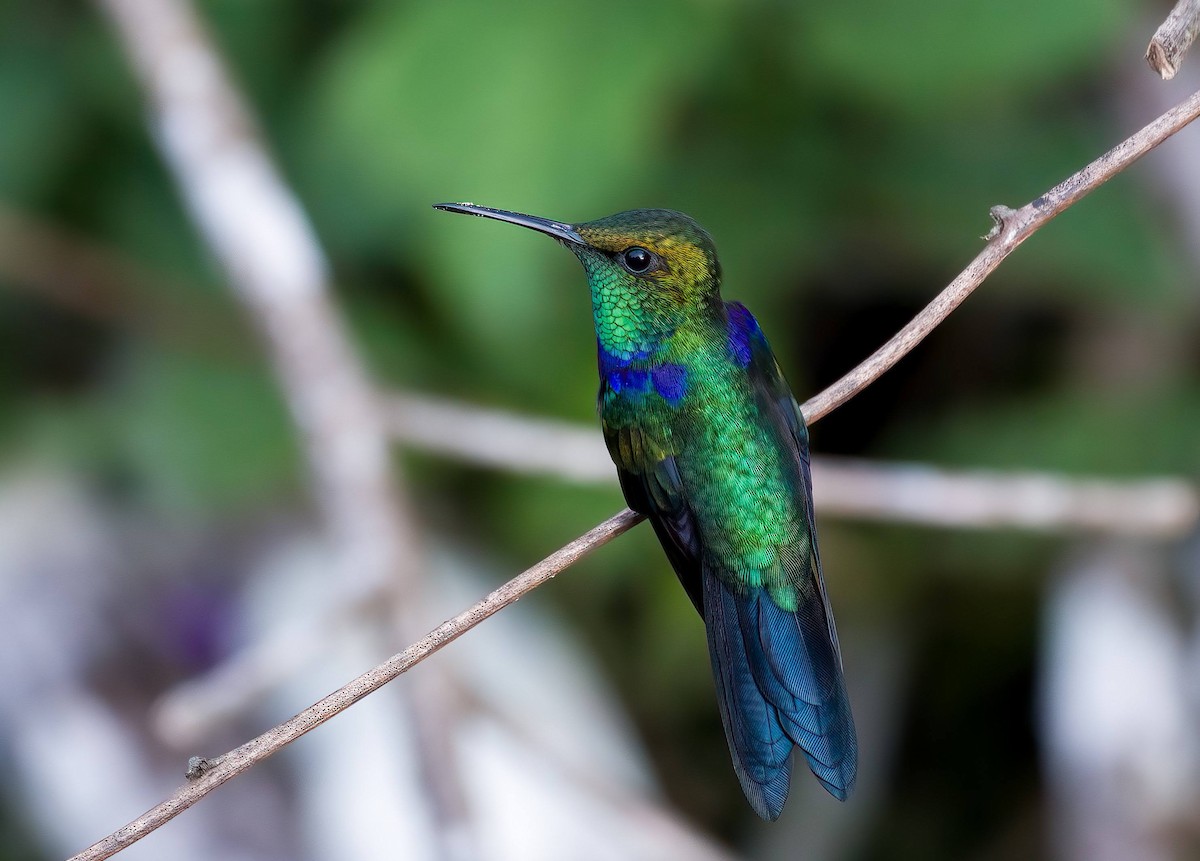 Fork-tailed Woodnymph - ML642372233