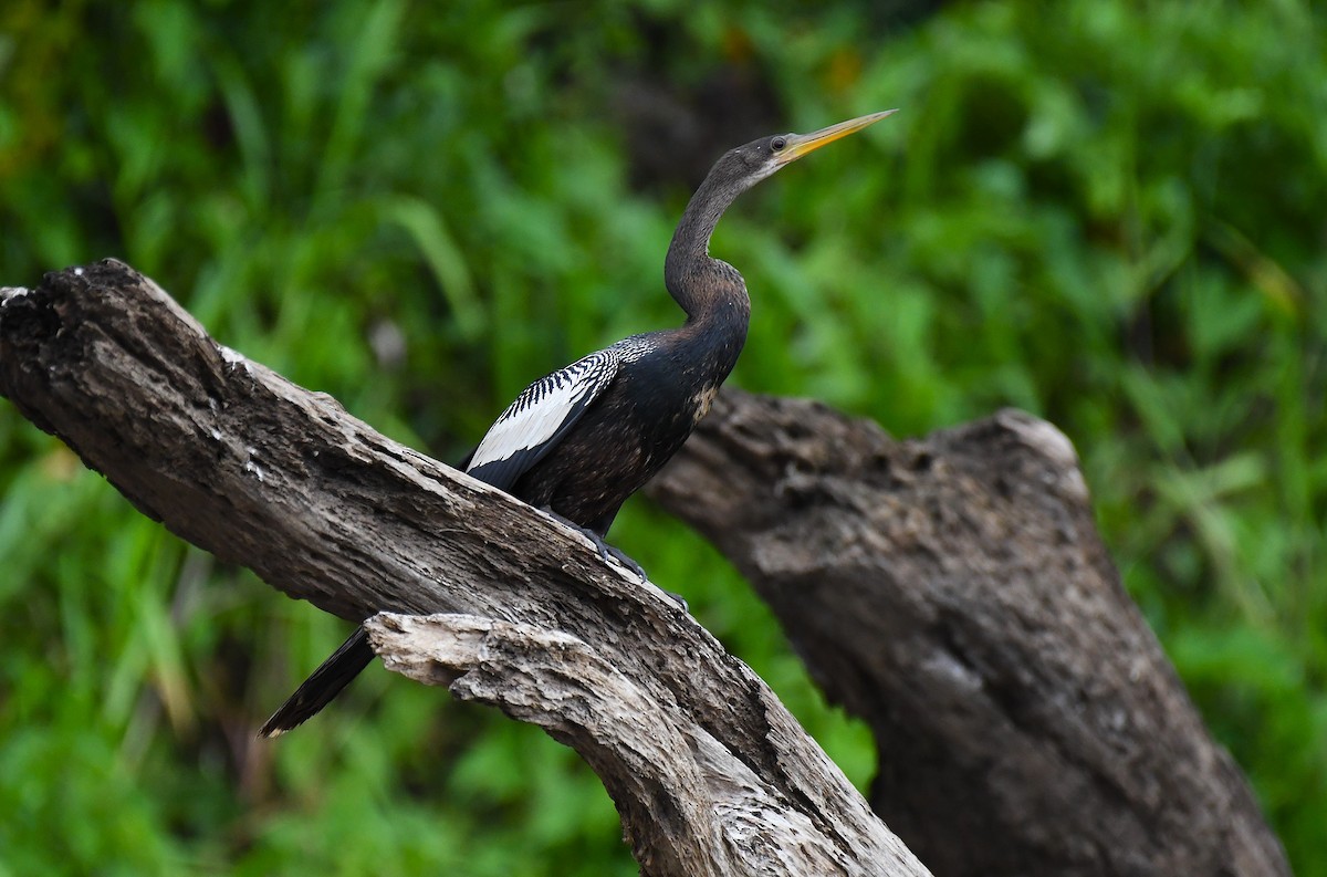 Anhinga - ML642372238