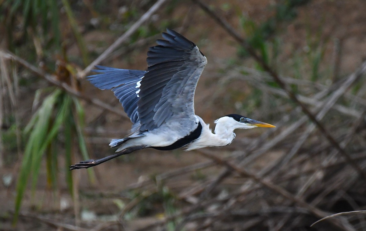 Cocoi Heron - ML642372239