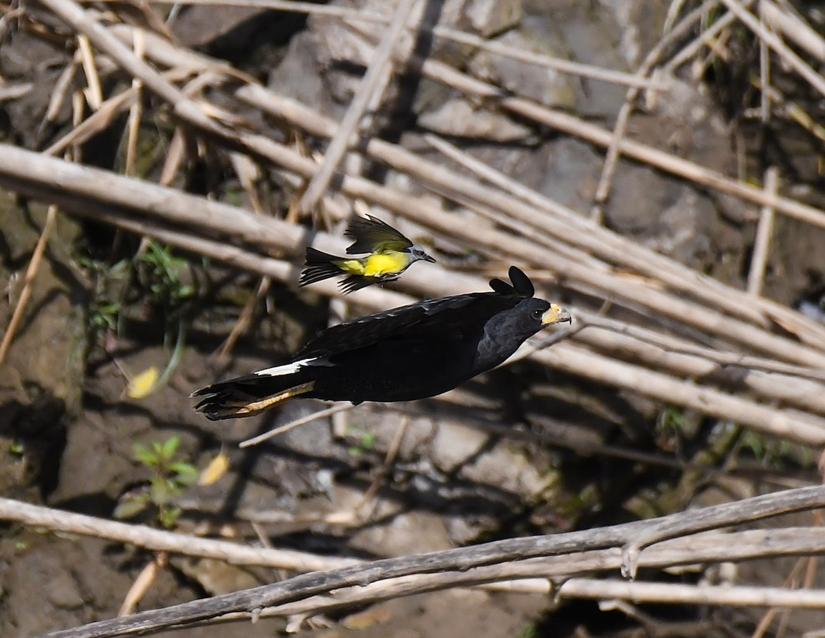 Great Black Hawk - ML642372241