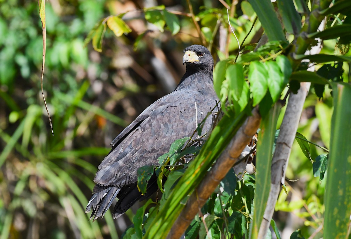Great Black Hawk - ML642372242