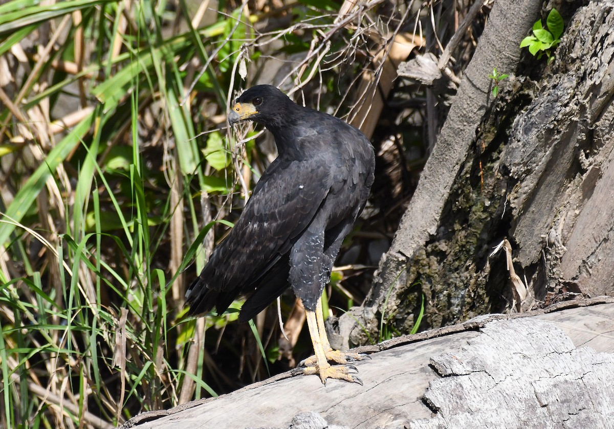 Great Black Hawk - ML642372243