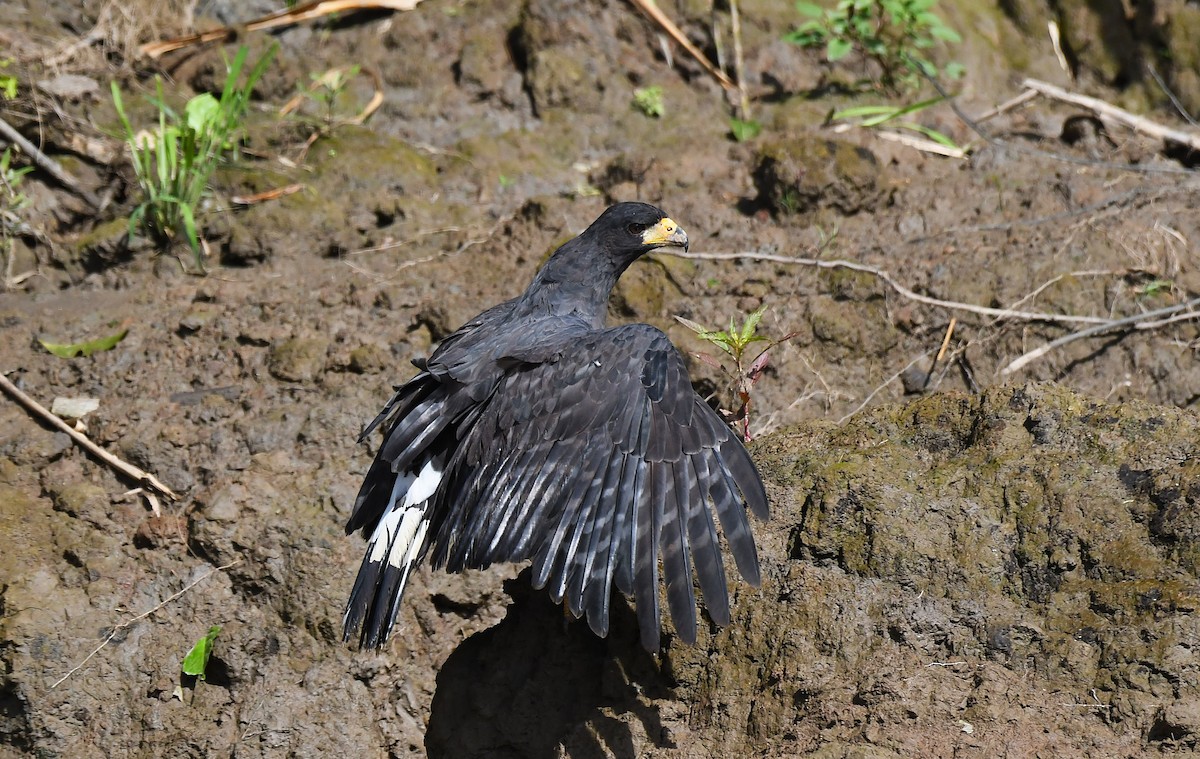Great Black Hawk - ML642372244