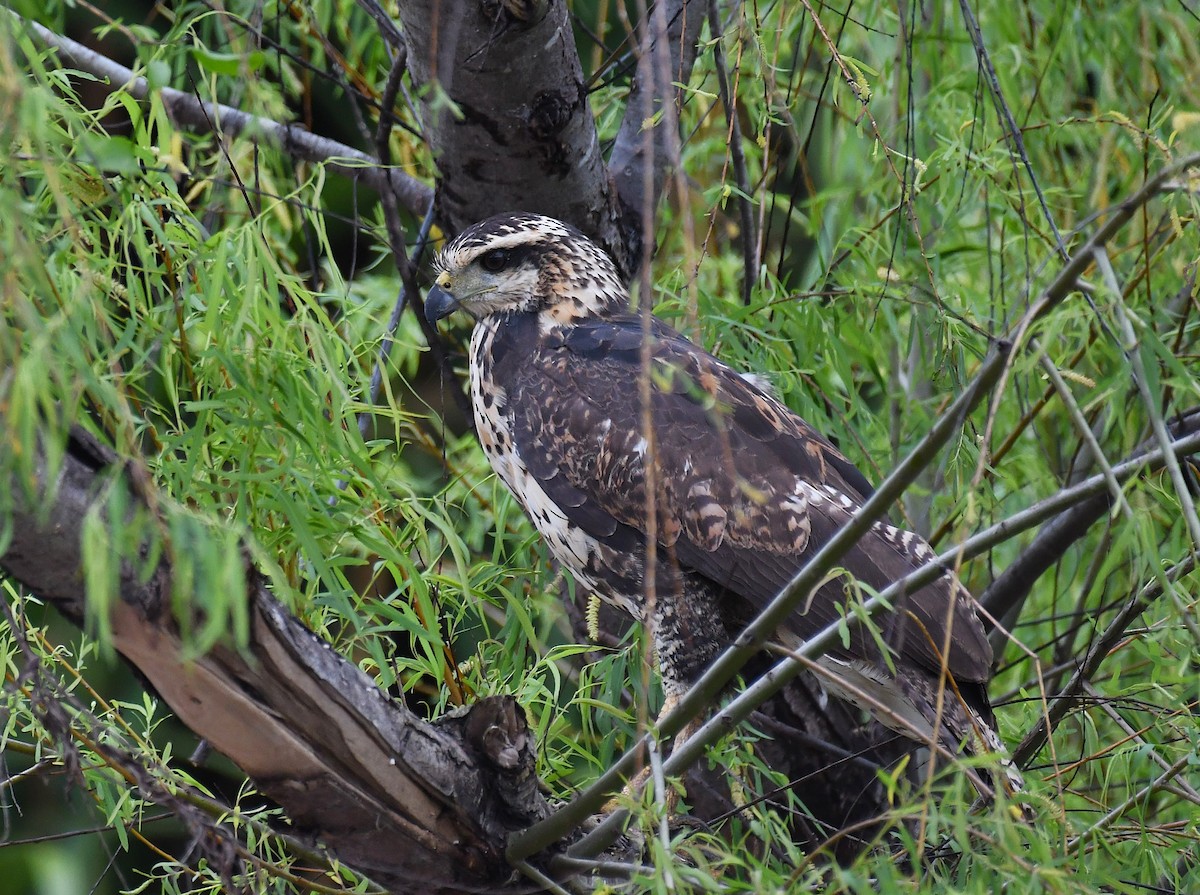 Great Black Hawk - ML642372245