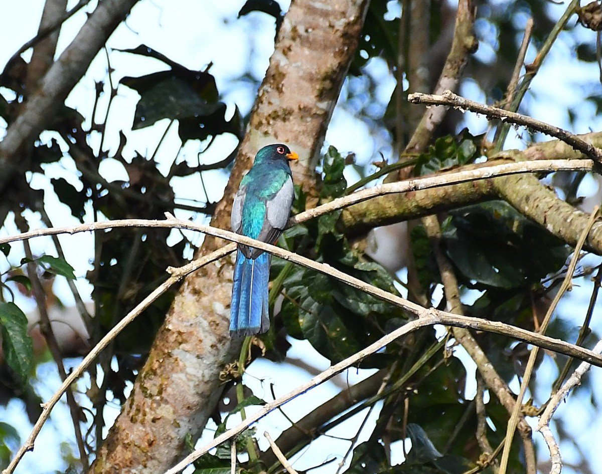 Black-tailed Trogon - ML642372246