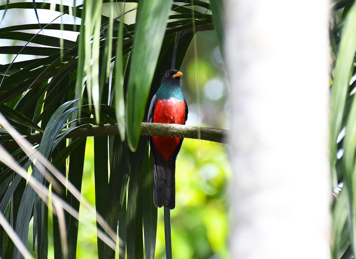 Black-tailed Trogon - ML642372247