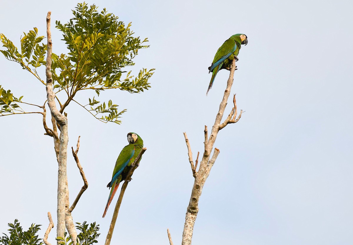 Chestnut-fronted Macaw - ML642372253