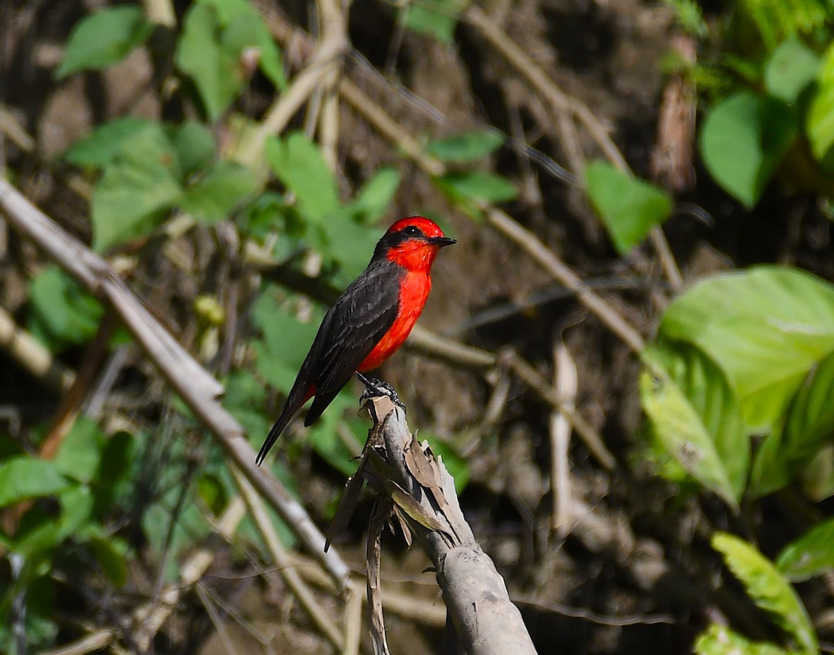 Vermilion Flycatcher - ML642372255