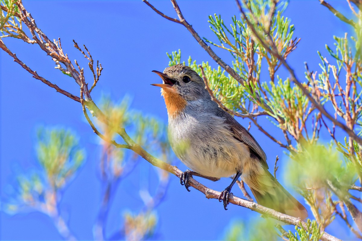 Redthroat - ML642372257