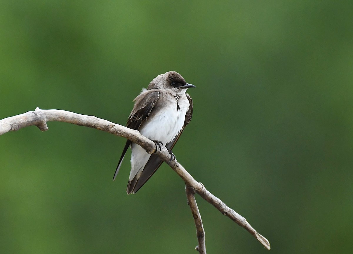 Brown-chested Martin - ML642372259