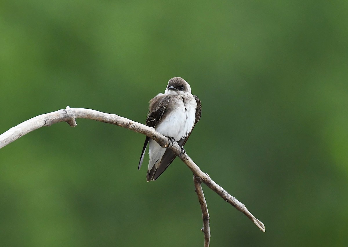 Brown-chested Martin - ML642372260