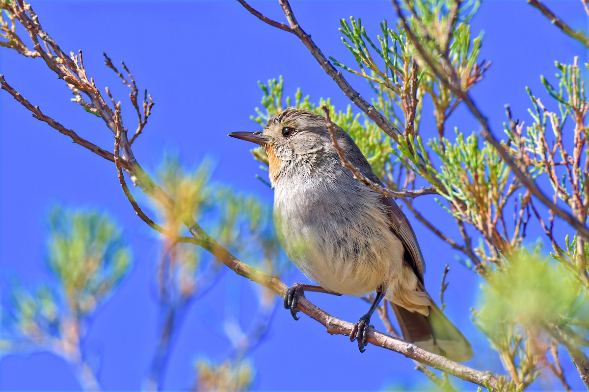 Redthroat - ML642372261