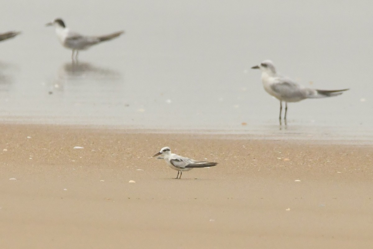 Saunders's Tern - ML642372273