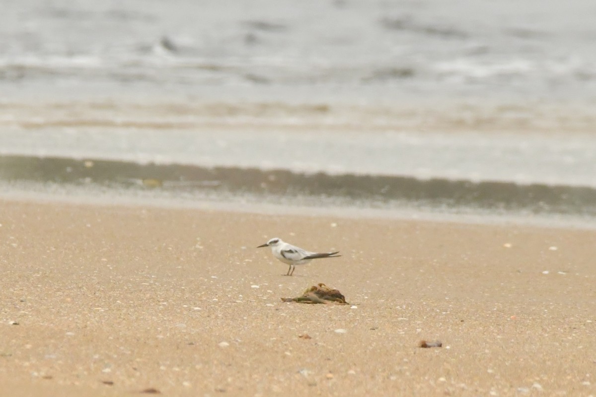 Saunders's Tern - ML642372274