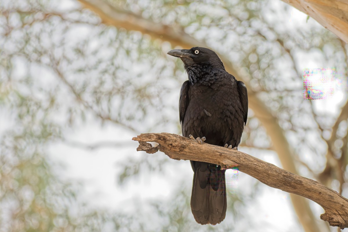 Australian Raven - ML642372282