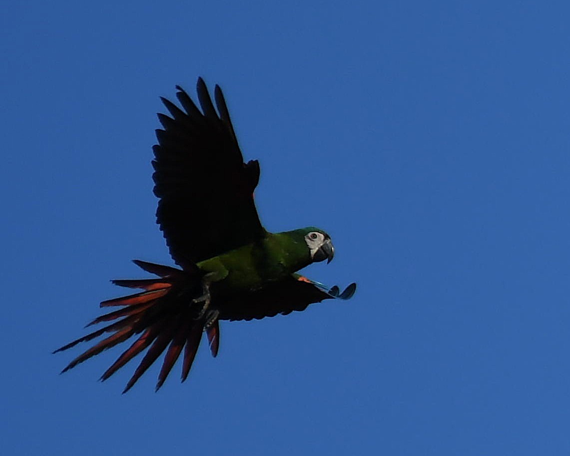 Chestnut-fronted Macaw - ML642372283