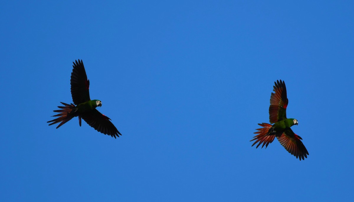 Chestnut-fronted Macaw - ML642372284