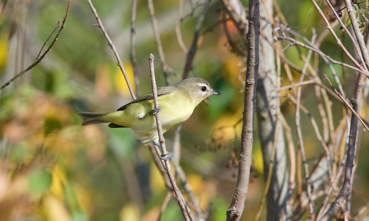 セアカモズモドキ - ML642372287