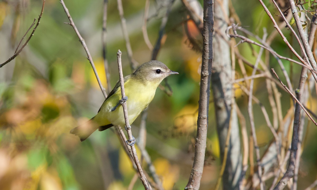 セアカモズモドキ - ML642372288