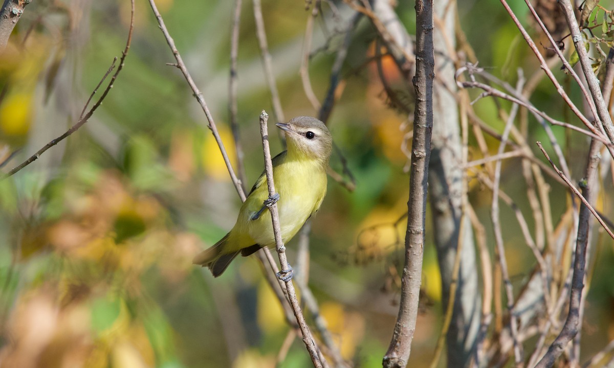 セアカモズモドキ - ML642372289