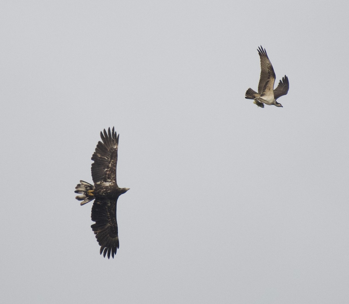 Osprey - ML642372312
