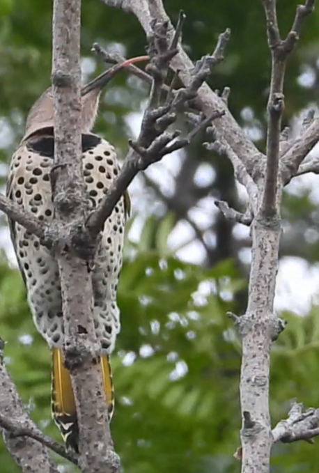 Northern Flicker - ML642372347
