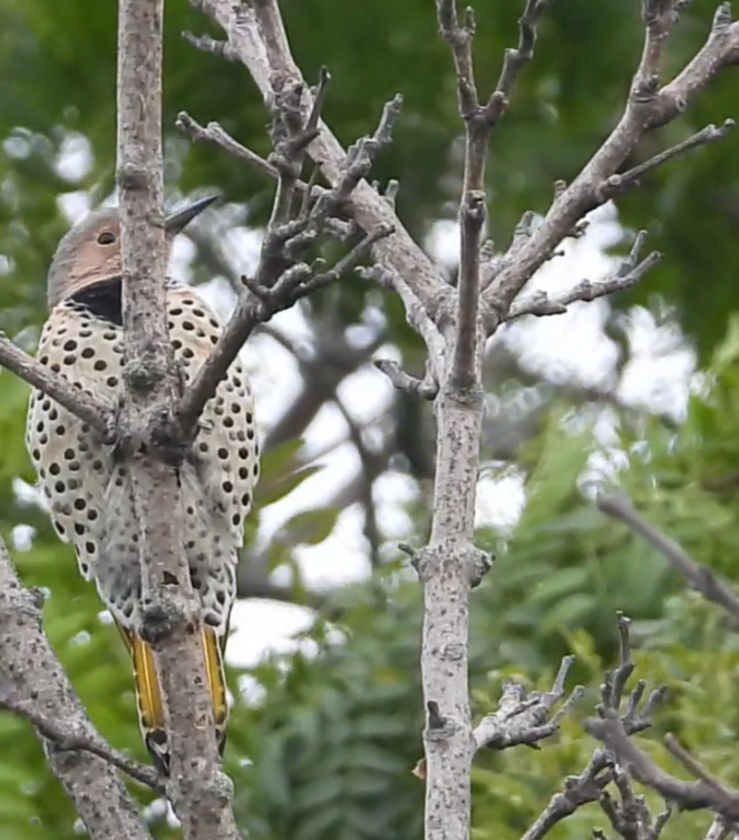 Northern Flicker - ML642372348