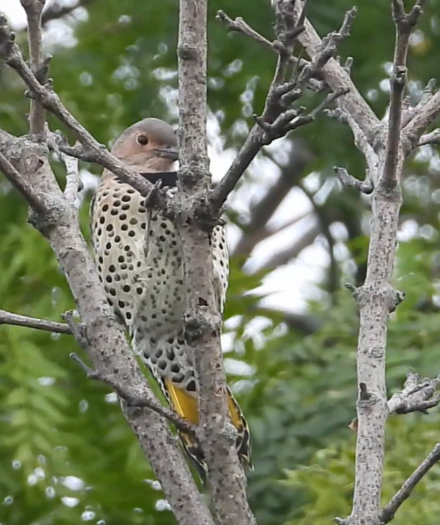 Northern Flicker - ML642372349