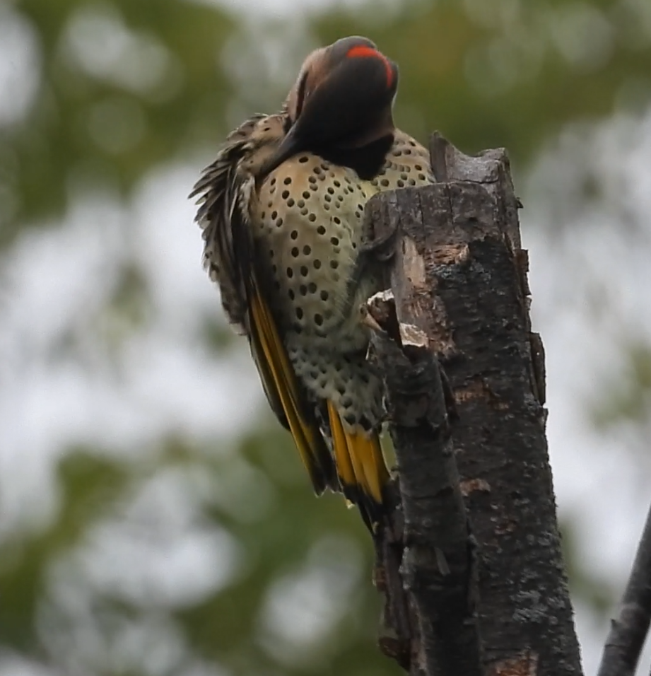 Northern Flicker - ML642372350
