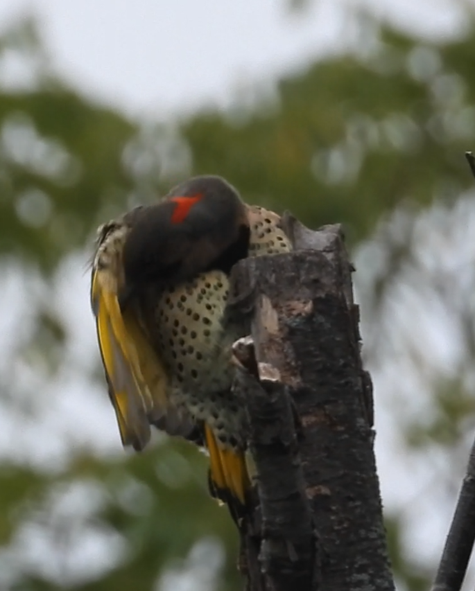 Northern Flicker - ML642372351