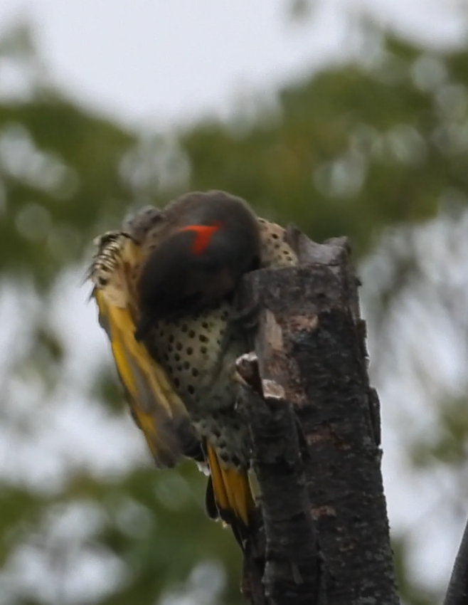Northern Flicker - ML642372352