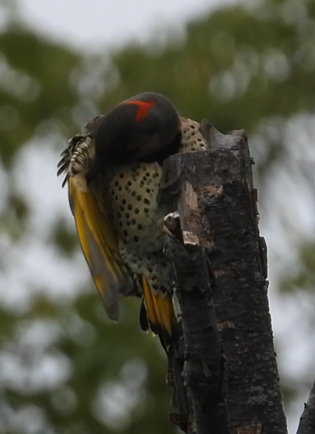 Northern Flicker - ML642372353
