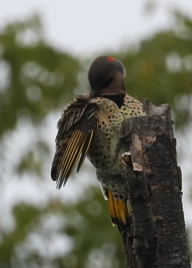 Northern Flicker - ML642372355