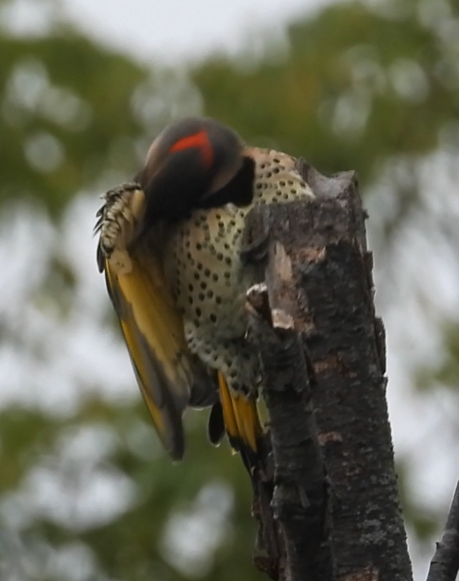 Northern Flicker - ML642372357