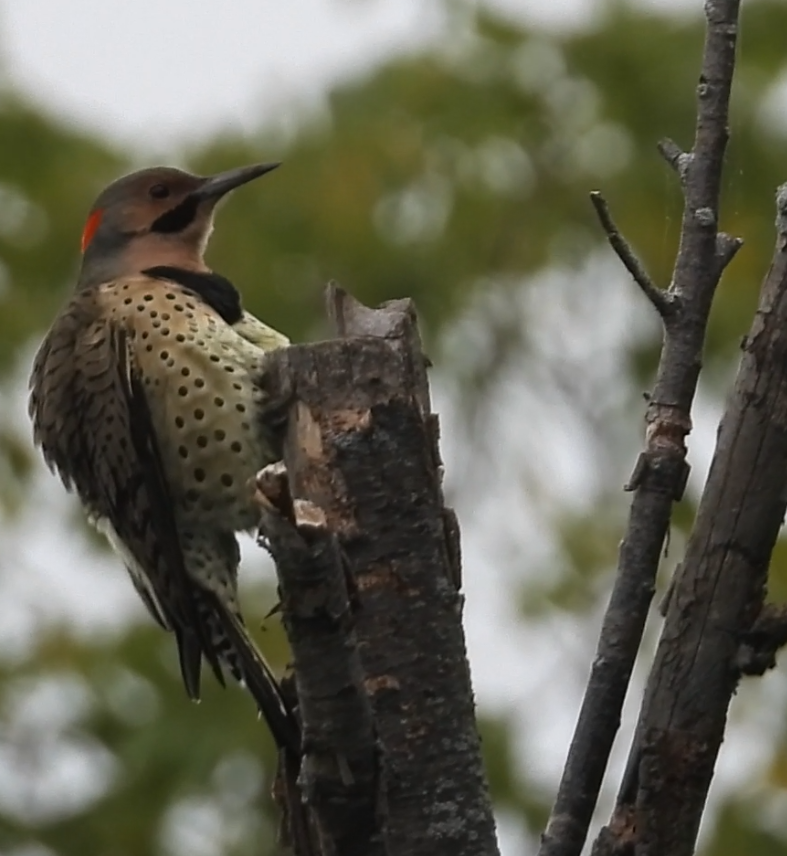 Northern Flicker - ML642372358